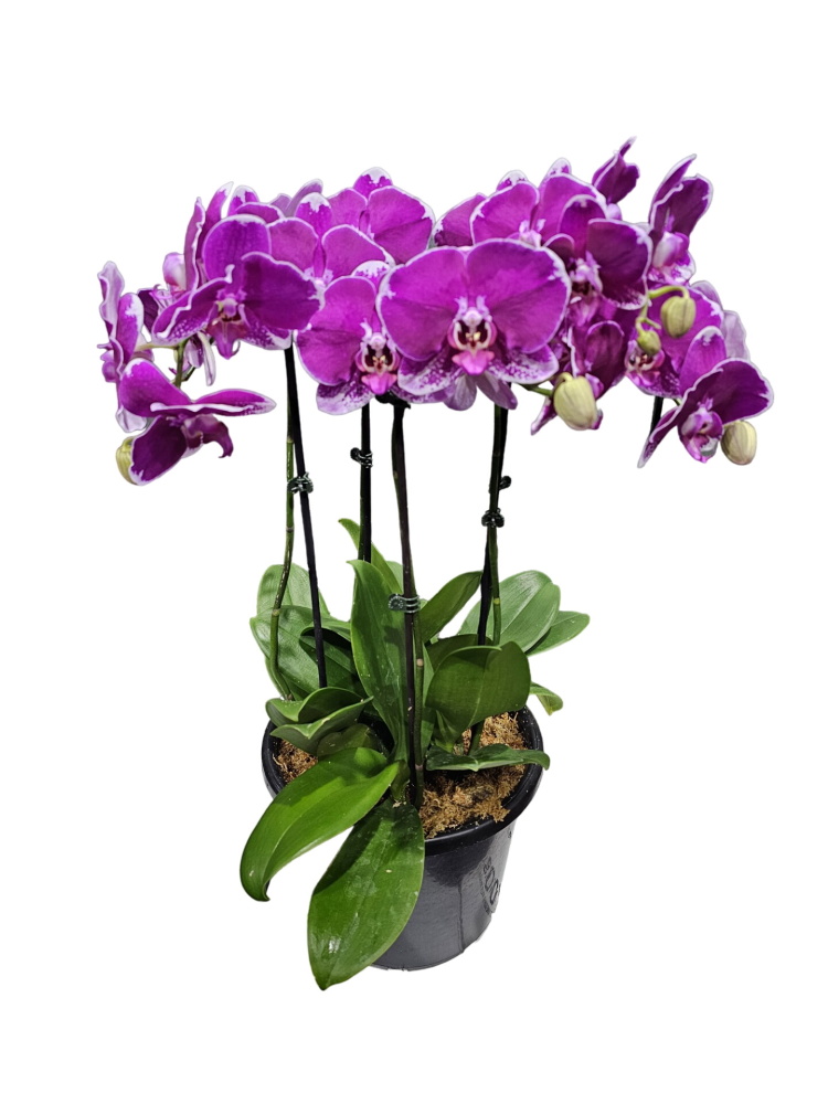 Phalaenopsis plant arrangements