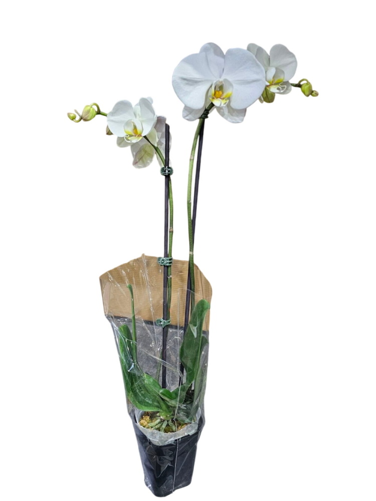 Double stem Phalaenopsis orchid plant
