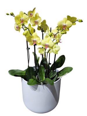 XL Phalaenopsis orchid pot