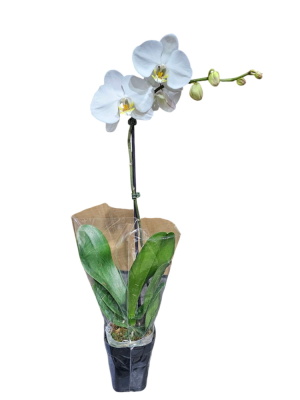 Single phalaenopsis orchid plant