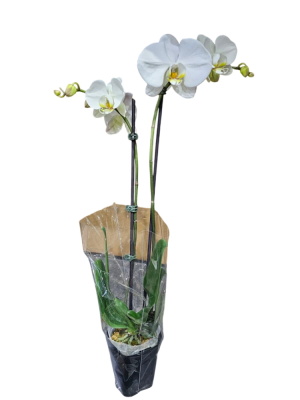 Double stem Phalaenopsis orchid plant